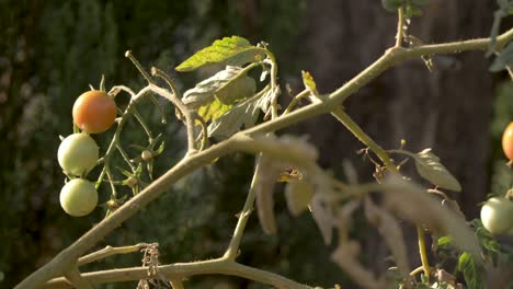Bunch-of-small-tomatoes-blowing-in-the-wind-4K-50FPS