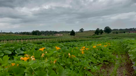 Speed-ramped-time-lapse-of-zucchini-plants-and-flowers-as-clouds-move-by