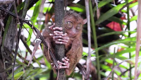Close-up-shot-of-tarsier-with-big-eyes-holding-on-to-a-branch-and-moving-its-head-in-Bohol,-The-Philippines