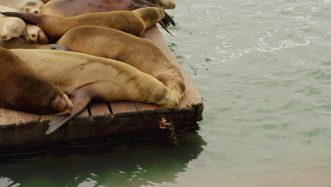 Two-lovely-and-cute-friendly-sea-lions-sleeping-together-in-slowmotion-on-the-dock-near-the-water-at-an-harbor