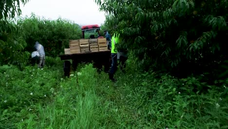 Low-aerial-camera-pushing-in-on-a-tractor-with-flatbed-loaded-with-peaches-as-farmers-pick-fruit-from-the-trees