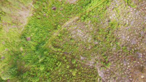 Drohnenansicht-Eines-Abholzungsgebiets-Mit-Mähdrescherspuren-Und-Gewachsenem-Wald,-Finnland,-Juli-2018