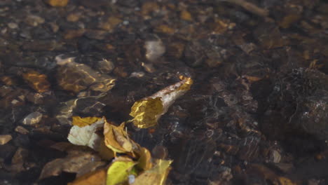 Single-colorful-fall-leaf-floats-down-river-in-slow-motion