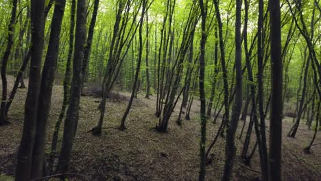 Wandern-Durch-Den-Waldweg-In-Einem-Riesigen-Kieferngrünen-Baumstamm,-Pov-Wandern-Am-Schönen-Sonnenunterganglicht-Des-Waldmustersommers