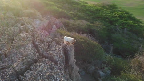 A-wild-goat-jumps-down-the-rocks-on-the-side-of-a-volcanic-cliff-in-Aruba