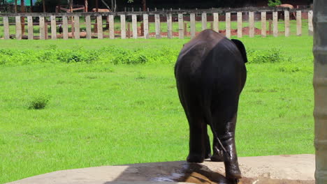 Elephant-walking-out-of-the-pool-toward-the-fence