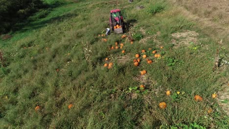 Aerial-descending-view-of-tractor-in-field-with-bin-on-front-as-farmhand-collects-pumpkins-and-puts-them-into-the-bin