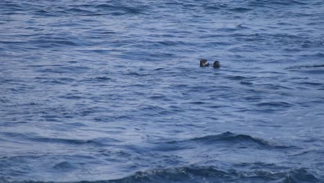 Two-otters-swimming,-diving,-and-eating,-Pacific-Grove-California,-Monterey-Bay