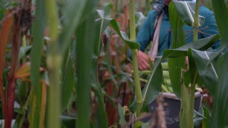 Farm-hand-picking-corn-in-a-jungle-of-cornstalks