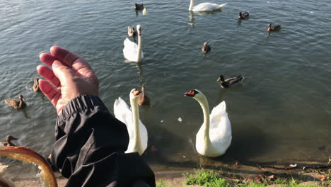 Feeding-ducks-and-swans-with-bread