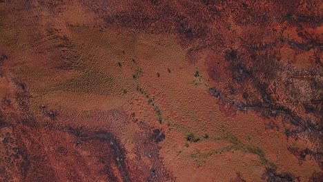 Drone-Aéreo-Elevándose-Sobre-El-Vasto-Desierto-Australiano-Después-De-Un-Incendio-Forestal