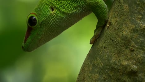 Lizard-is-upside-down-on-a-branch