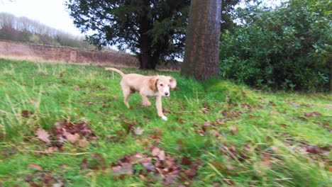 Cachorro-Corriendo-Sobre-Hierba-Bajo-La-Lluvia-En-Cámara-Lenta-4k-60fps-En-Yorkshire-Inglaterra