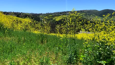 Yellow-wild-flowers-on-hilltop-overlooking-valley,-4k-60p