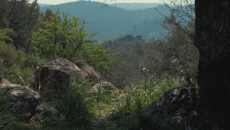 Schöne-Landschaftliche-Aufnahme-Griechischer-Hügel,-Die-Mit-Atemberaubenden-Olivenbäumen-Bedeckt-Sind