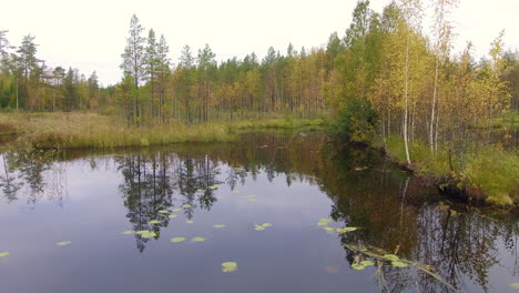 Drone-shot-of-a-remote-swamp-lake-in-the-boreal-wilderness