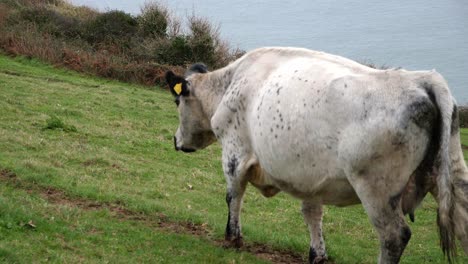 Close-up-slow-motion-of-a-Cow-walking-along-a-trail-in-a-field-through-the-shot-with-a-coastal-background