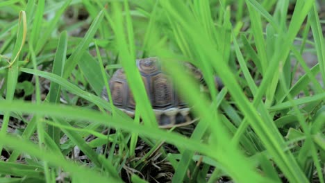 Tiny-tortoise-fights-through-tall-grass-and-obstacles-as-it-walks-around