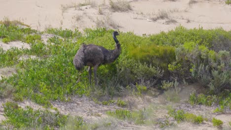Australischer-Emu-Auf-Nahrungssuche-Zwischen-Blättern-In-Sanddünen-In-Victoria