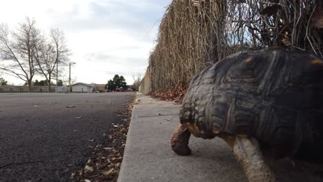 A-beautiful-pet-tortoise-walking-slowly-in-the-distance-on-a-sidewalk-in-the-suburbs