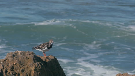Baby-seagull-standing-on-a-rock-with-waves-on-the-background