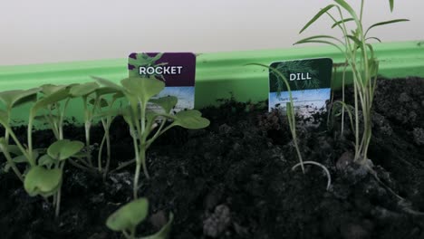 Rocket-and-dill-sprout-growing-in-home-garden-tray