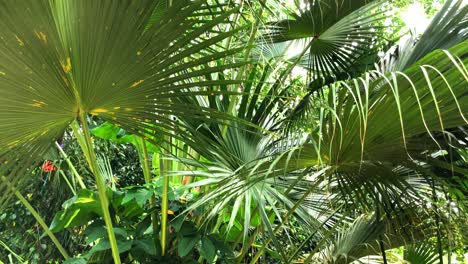 Schöne-Tropische-Pflanzenwelt-In-Der-Karibik-In-Zeitlupe