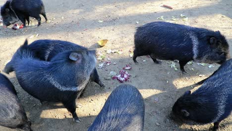 Collared-peccary-scratching-each-other-at-city-zoo