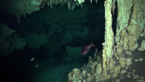 Small-fish-join-the-cave-dive