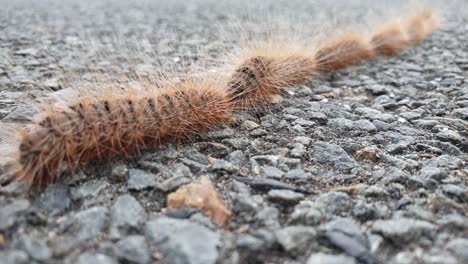 A-60-fps-video-of-hairy-caterpillars-walking-in-a-single-line
