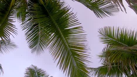 Slow-motion-early-morning-magenta-and-blue-overcast-sky-seen-looking-up-passing-below-the-tops-of-palm-trees