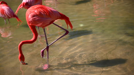 Der-Flamingo-Mit-Den-Langen-Beinen,-Der-Im-Wasser-Läuft