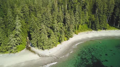 Aerial-Daytime-Wide-Shot-Orbiting-A-Creek-Flowing-Into-Turquoise-Blue-Ocean-Through-Pristine-Sand-Beach-And-Old-Growth-Forest-Pine-Trees-In-Vancouver-Island-British-Columbia-Canada
