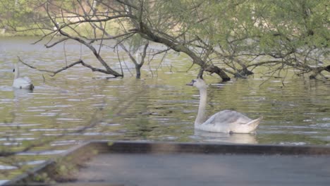 Cisnes-En-El-Lago-Del-Parque-Rural