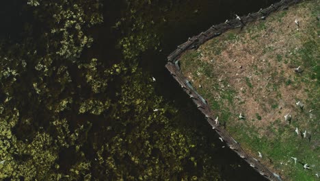 In-Anderer-Perspektive-Nach-Oben-Drohnenblick-Von-Der-Spitze-Der-Lebhaften-Und-Naturgeschützten-Seeinsel-Mit-Vielen-Fliegenden-Vögeln
