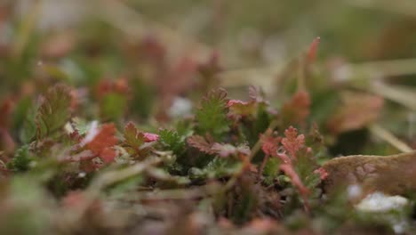 Macro-close-up-of-small-green-plants-that-are-turning-bright-red-in-the-fall