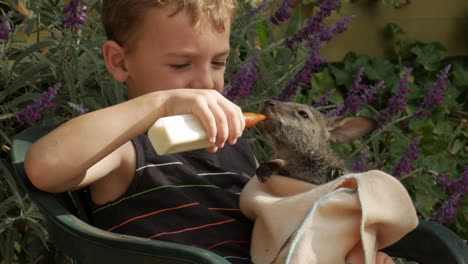 Boy-is-sitting,-nursing-a-joey-kangaroo