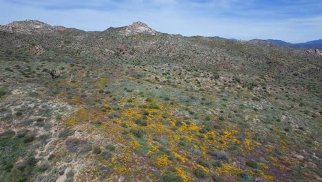Aerial-push-in-and-hover-over-desert-wildflowers,-Bartlett-Lake,-Tonto-National-Forest,-Scottsdale,-Arizona