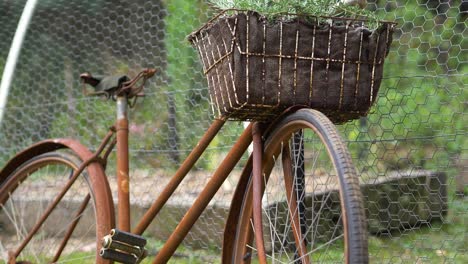 Rostiges-Oldtimer-Fahrrad,-Das-Als-Korbkräutergarten-Verwendet-Wird