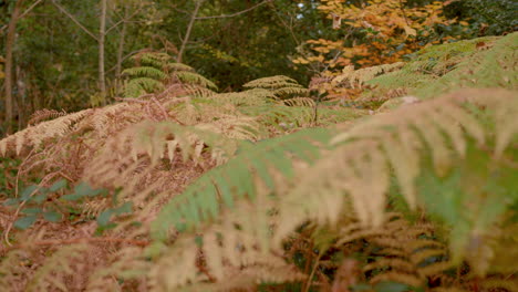 Camera-Rack-Focus's-Between-Two-Autumn-Ferns