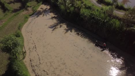 Schöne-Luftaufnahmen-Des-Bauern,-Der-Die-Reisfelder-Pflügt