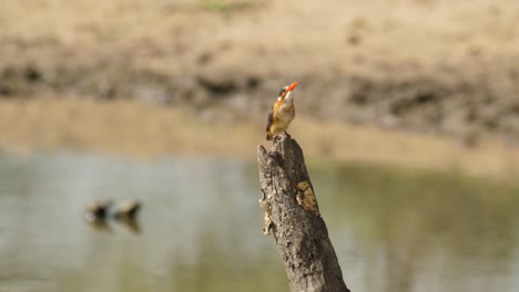 Juvenile-Malachite-Kingfisher-hunts-from-dead-tree-stump-at-side-of-pond,-returns-with-small-fish-in-beak,-eats-it,-shakes-and-puffs-feathers,-then-turns-to-look-for-more-fish-below