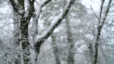 Snow-flurries-fall-softly-in-slow-motion-with-wooded-background