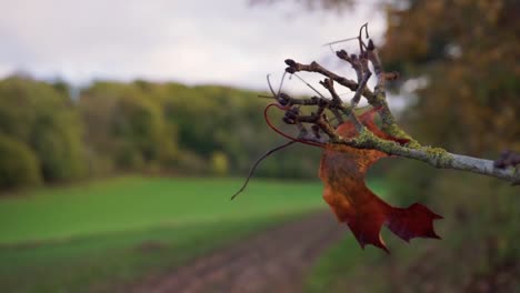 Letztes-Herbstblatt,-Das-Im-Wind-Weht