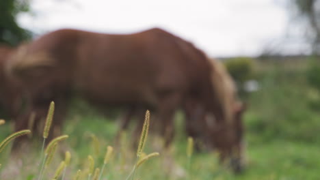 Pan-up-to-horse-in-green-field-eating-behind-grass-swaying-in-the-wind