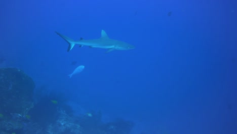 Ein-Hai,-Der-In-Zeitlupe-In-Der-Nähe-Des-Korallenriffs-Schwimmt