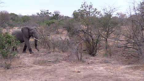 Elefante-Toro-Carga-Una-Manada-De-Leones,-Parque-Nacional-Kruger