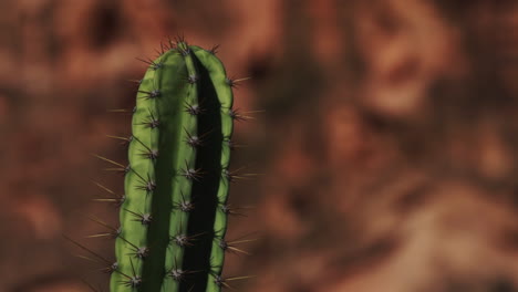 Mandacaru-Cactus-De-Caatinga-Brasil-Primer-Plano