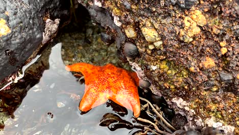 Bright-orange-starfish-with-red-spots-crawling-away-and-finding-cover-under-the-rocks-in-an-active-ocean-tide-pool