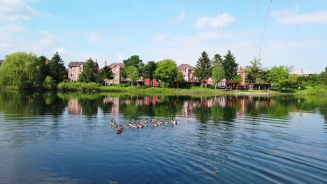 Schwenk-Auf-Einen-See,-Während-Enten-In-Der-Nähe-Schwimmen,-Alternativer-Blickwinkel